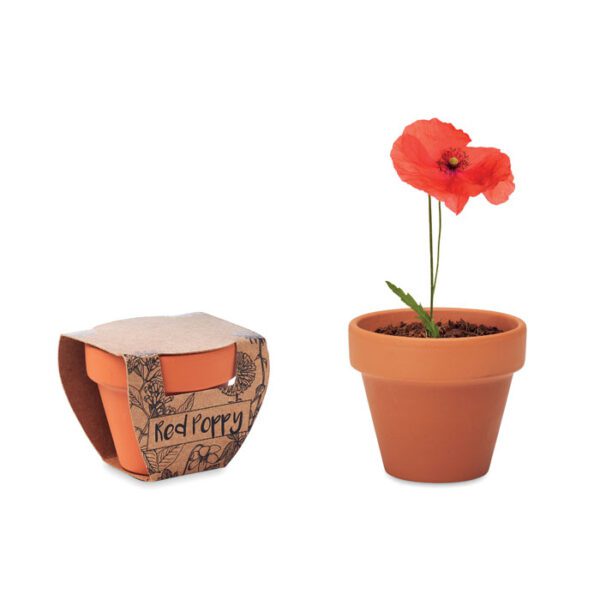 RED POPPY - Imagen Principal