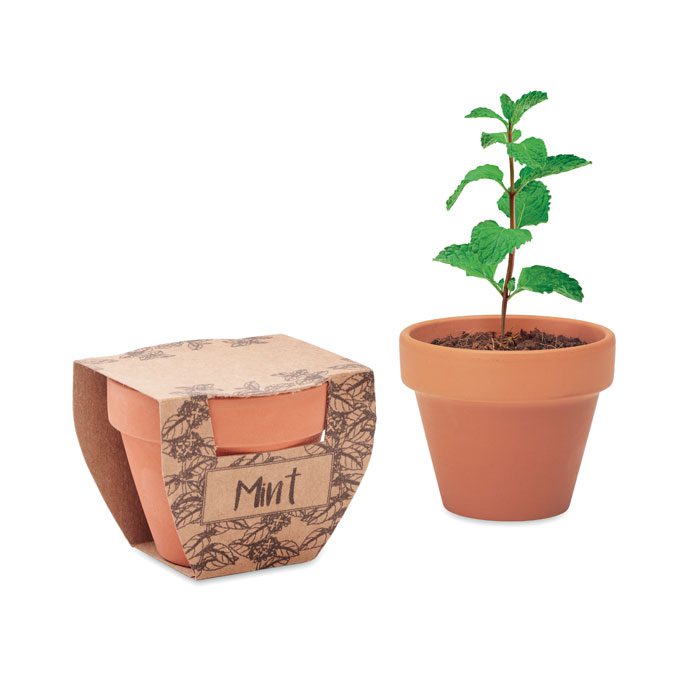 MINT POT - Imagen Principal