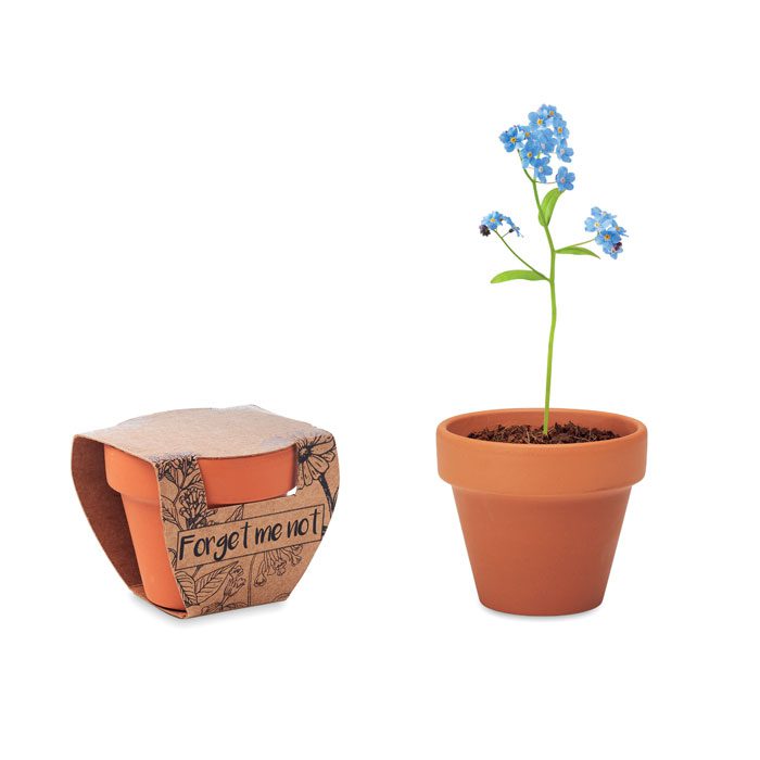 FORGET ME NOT - Imagen Principal