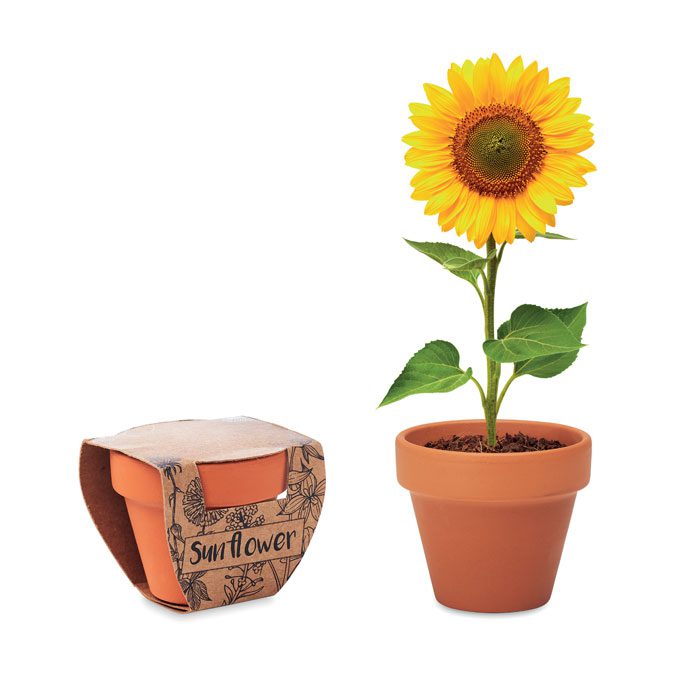 SUNFLOWER - Imagen Principal
