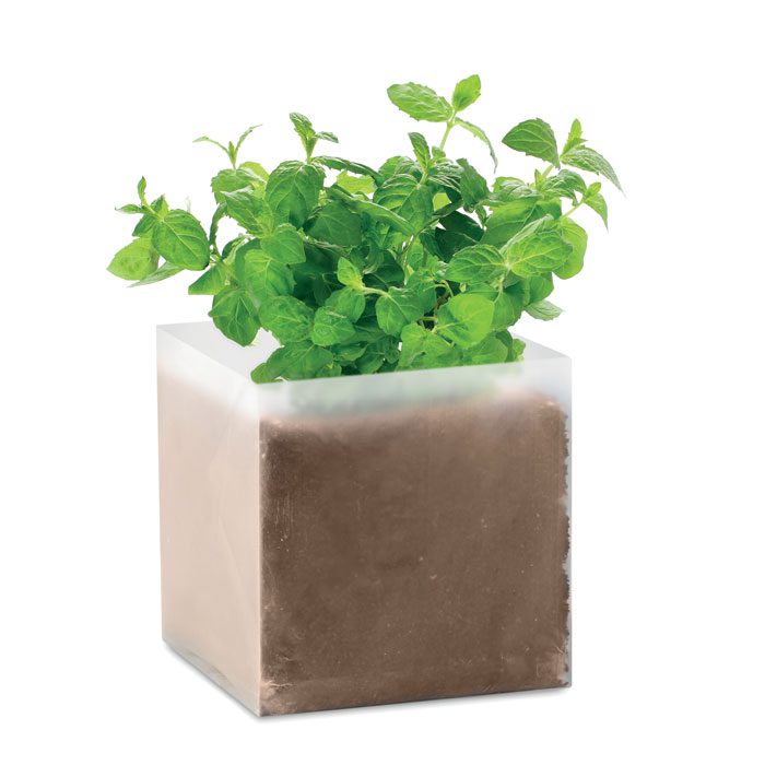 MINT - Imagen Principal